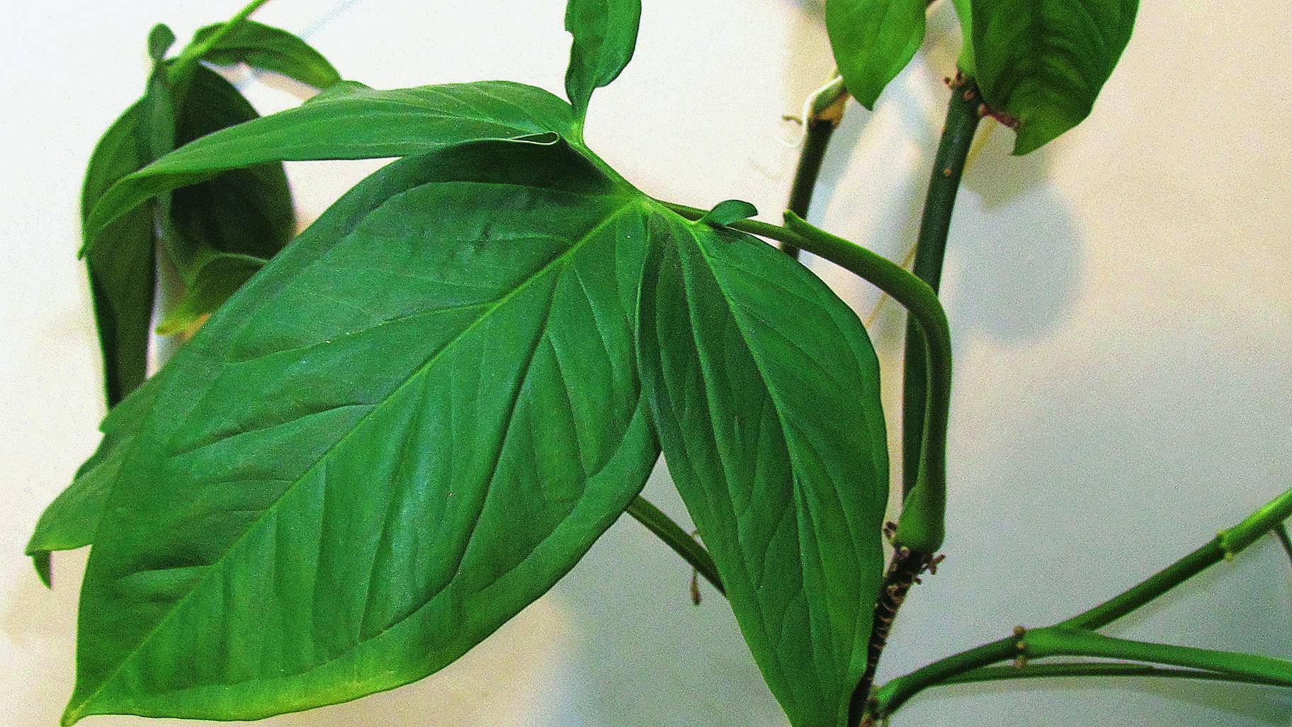 رازهای نگهداری از سینگونیوم؛ چگونه گیاه خود را سرحال نگه داریم؟